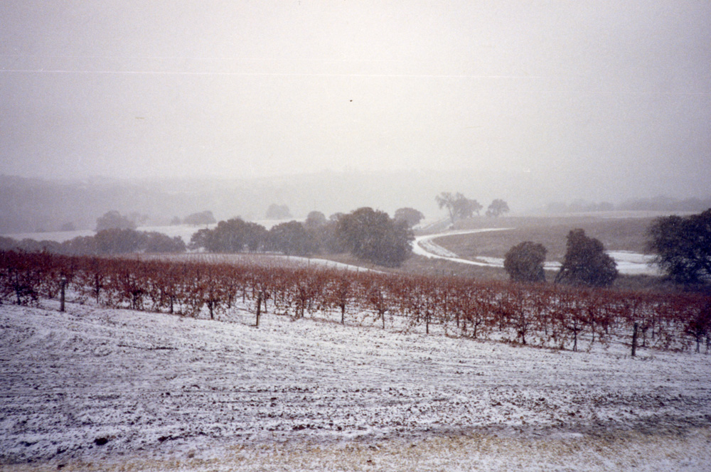 Caparone | Wine History Project of San Luis Obispo County
