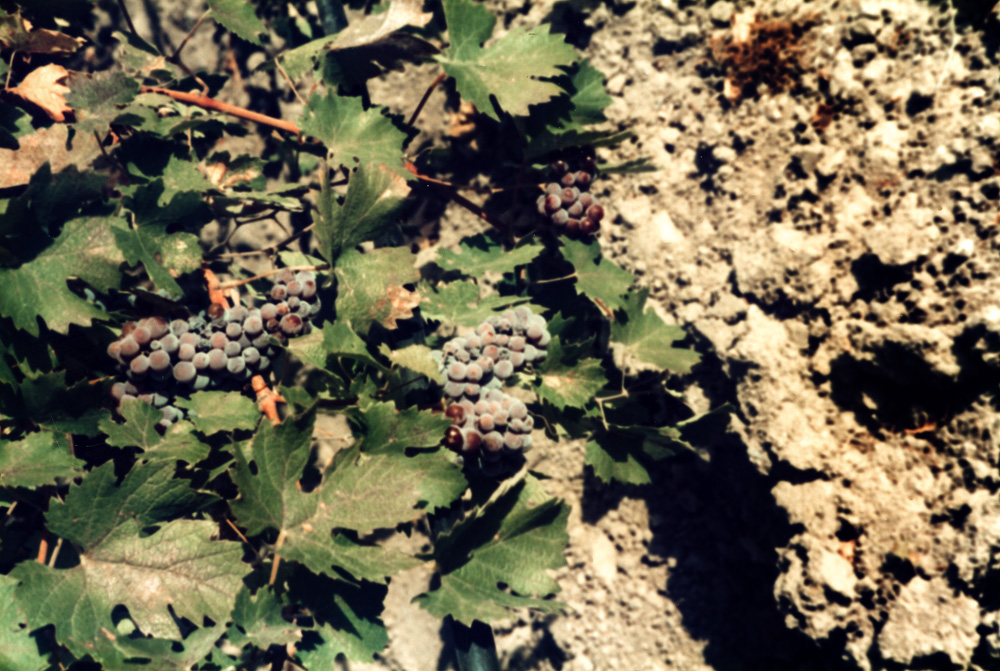 Caparone | Wine History Project of San Luis Obispo County