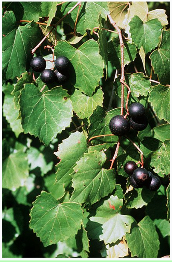 Vitis rotundifolia, or Muscadine grapes Wine History Project of San