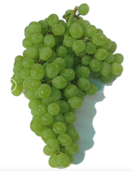Thompson Seedless Grapes | Wine History Project of San Luis Obispo County
