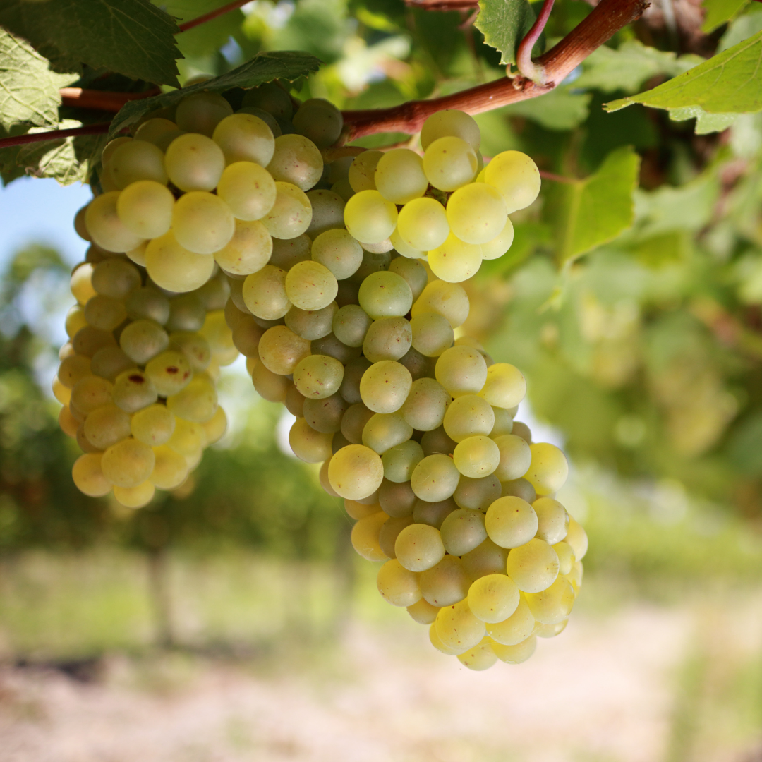Chardonnay Grapes Wine History Project of San Luis Obispo County Chardonnay Grapes Wine History Project of San Luis Obispo County
