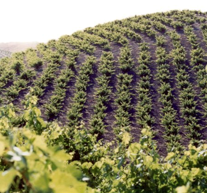 Pesenti Vineyard | Wine History Project of San Luis Obispo County