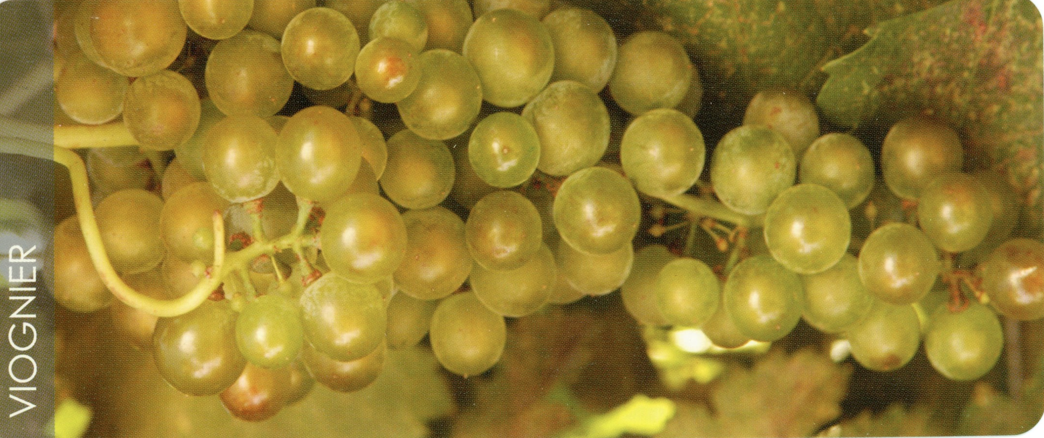 Viognier Wine History Project Of San Luis Obispo County